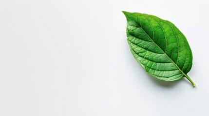 Obraz premium Fresh Green Leaf on Soft Background