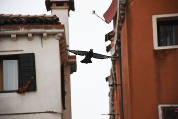 Pigeon flying through old house vividly in Venice, Italy