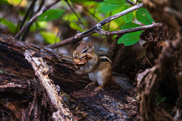 a chipmunk holding a leaf in it's mouth