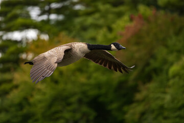 a goose flying in front of a green background