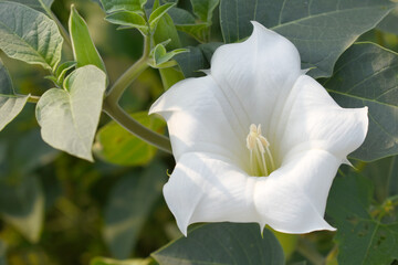 Datura or jimson weed flower closeup, Datura flower, also known as moonflower and jimson weed....