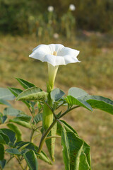 Datura or jimson weed flower closeup, Datura flower, also known as moonflower and jimson weed....
