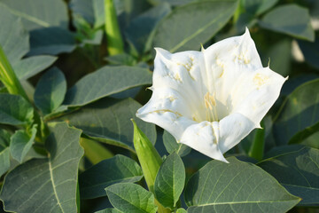 Datura or jimson weed flower closeup, Datura flower, also known as moonflower and jimson weed. Blooms in the evening and each flower only lasts for one day, White flower closeup