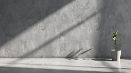 Minimalist Plant in Natural Light on Gray Background