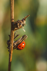Ladybug on a fern leaf in the forest
