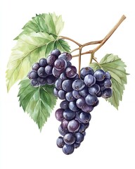 A cluster of ripe, dark purple grapes hangs from a vine with lush green leaves.