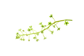 flowers and berries of pokeweed isolated on a white background