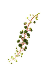 flowers and berries of pokeweed isolated on a white background