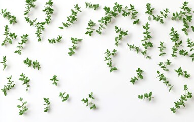Fototapeta premium Green Oregano Sprigs on White Background Generative AI