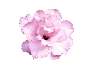 Beautiful pink Adenium flower, isolated on white background. for nature, botanical, and floral-themed projects. Close-up of a stunning Adenium bloom with intricate petals, showcasing nature's beauty.