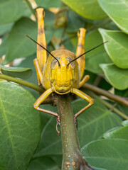 Close-up of a yellow grasshopper camouflaged within green leaves, an amazing display of nature’s hidden beauty