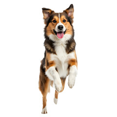 Happy Dog in Motion with Joyful Expression