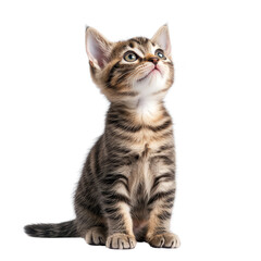 Obraz premium Cute Kitten Looking Up