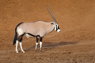A gemsbok antelope (Oryx gazella) in natural habitat, Mokala National Park, South Africa.