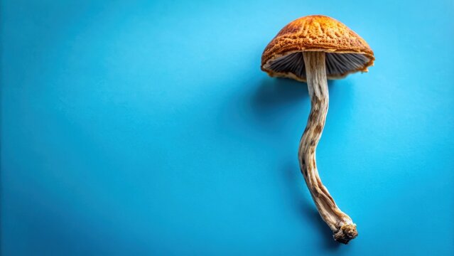 Dried psilocybin mushroom on blue background, psilocybin, mushroom, dried, psychedelic, hallucinogen