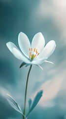 Close-up of a white flower against