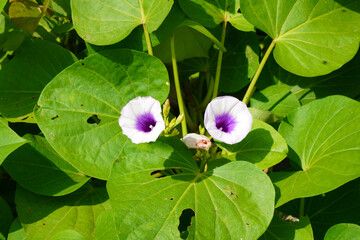It is a beautifull Wild potato vine,It is white and purple in color © Nungkysoer