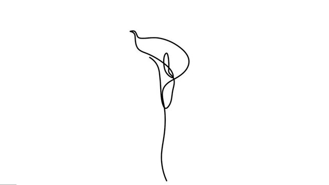 Continuous line art of Anthurium jungle flowers Animation. Animated Video of tropical flowers Motion Graphics work. 