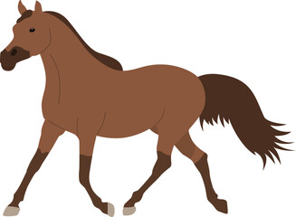Brown Stallion Horse Walking