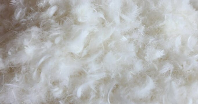 Closeup of white feathers in pile. Natural down and feathers of bird