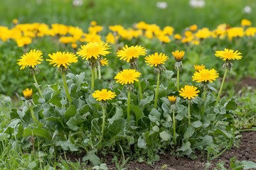 Fototapeta premium Bright yellow dandelions in a lush green field on a sunny day.