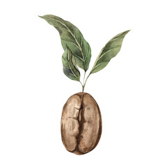 Sprouted roasted coffee beans with green fresh leaves. Watercolor hand-drawn illustration on isolated background. For design of corporate identity of shops and cafes, menus, postcards, stickers © ValentinaSova