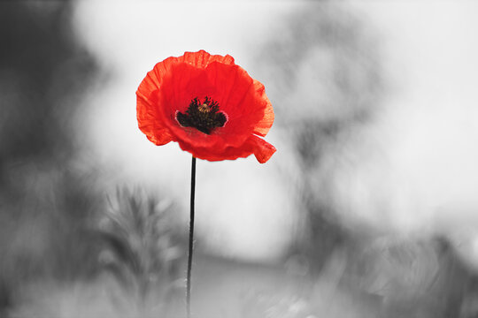 World War remembrance day. Red poppy is symbol of remembrance to those fallen in war.