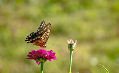 花にとまるアゲハチョウ