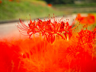 彼岸花が満開の田舎道