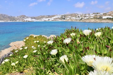 Island Flowers