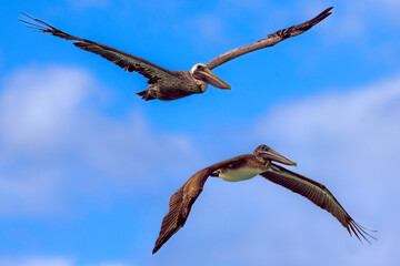 Brown pelicans (Pelecanus occidentalis), top: adult, nonbreeding plumage, below - juvenile. Cuba, Varadero area. Selective focus on bird's eye