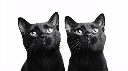 Sleek black cats grace a contemporary poster layout, highlighting their allure against a clean white backdrop for effortless personalization.