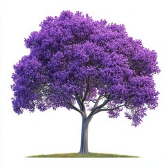 A Jacaranda tree in full bloom with vibrant purple blossoms and spreading branches, isolated on a white background with grass at its base.