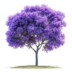 Obraz premium Jacaranda Tree with Full Purple Blossoms and Spreading Branches