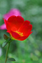 花壇に咲くマツバボタン