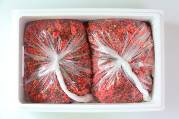 수확한 신선한 빨간색 오미자를 비닐봉지에 넣고 흰색 스티로폼 상자에 넣어 상하지 않도록 합니다