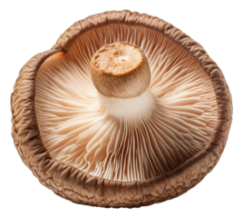 Shiitake Mushroom Underside Closeup Isolated on Transparent Background.