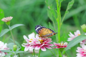 ヒャクニチソウの蜜を吸うツマグロヒョウモン