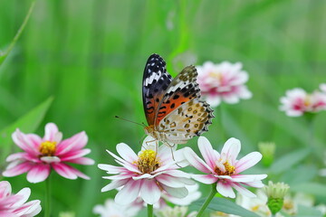 ヒャクニチソウの蜜を吸うツマグロヒョウモン