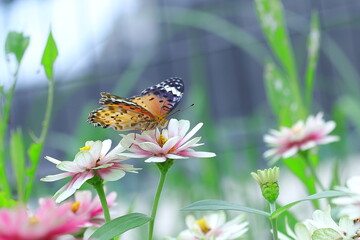 百日草にとまるツマグロヒョウモン