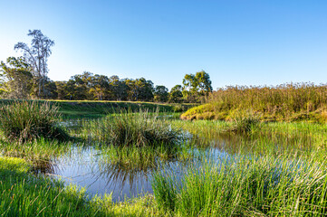 Grassy Pond a Beautiful Wetland NSW australia