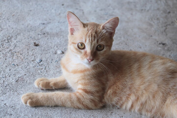 Orange tabby cat - Daily life.