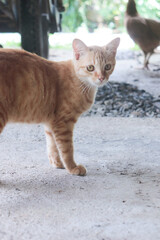 Fototapeta premium Orange tabby cat - Daily life.