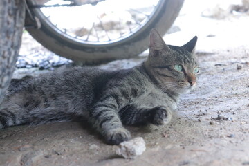 Obraz premium Tabby cat - Daily Life.