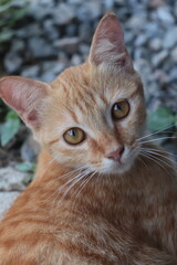 Orange tabby cat - Daily life.