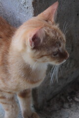 Naklejka premium Orange tabby cat - Daily life.