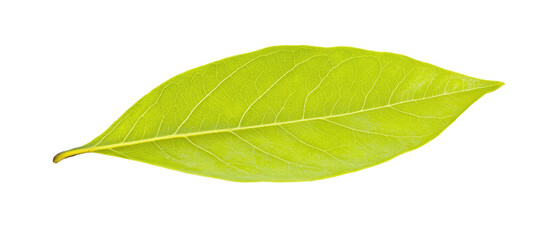Obraz premium A single green leaf showcasing its smooth texture and vibrant color.
