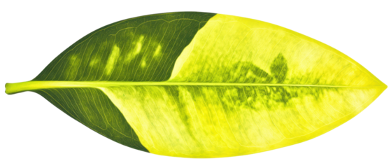 A vibrant green leaf showcasing intricate veining and a bright yellow hue.