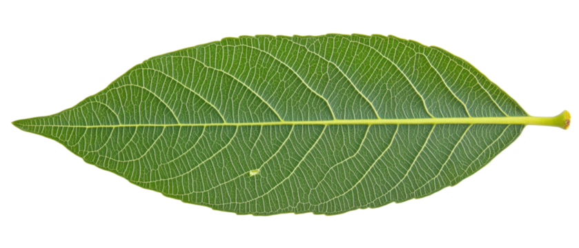 A single green leaf showcasing its vein structure and natural texture.