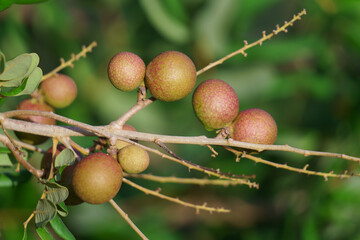 Obraz premium Longan is a popular tropical fruit in Mekong Delta, Vietnam. It is also as known as Vietnamese cuisine with a brown shell, fresh sweet, white flesh around a round and shiny, black seed.
